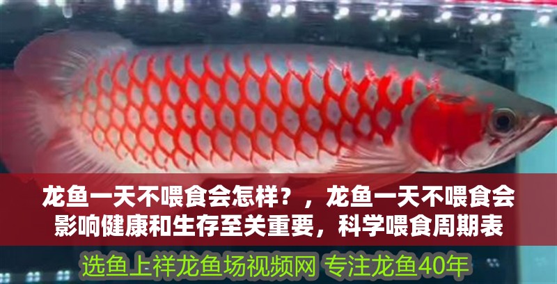 龍魚一天不喂食會怎樣？，龍魚一天不喂食會影響健康和生存至關重要，科學喂食周期表