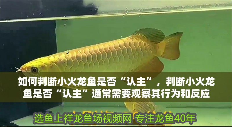 如何判斷小火龍魚是否“認主”，判斷小火龍魚是否“認主”通常需要觀察其行為和反應
