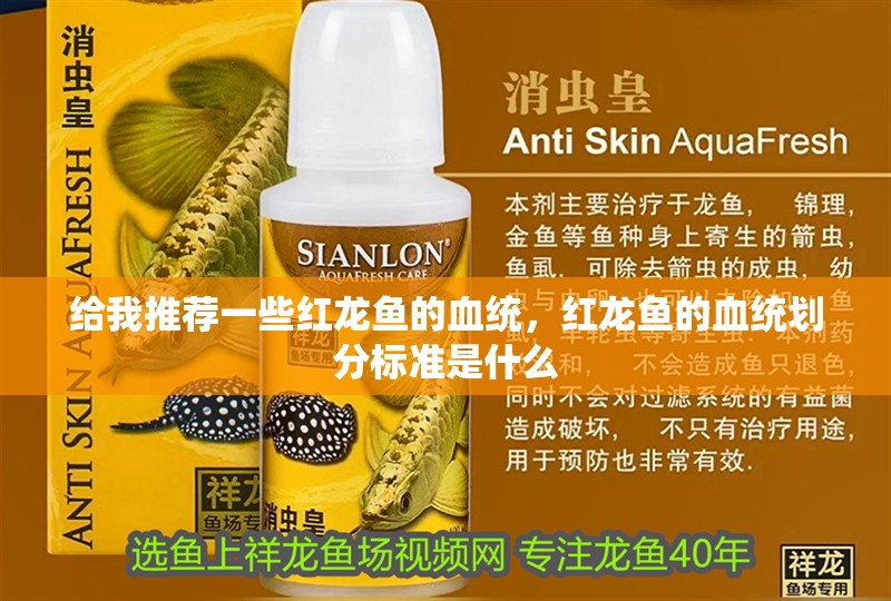 給我推薦一些紅龍魚的血統，紅龍魚的血統劃分標準是什么