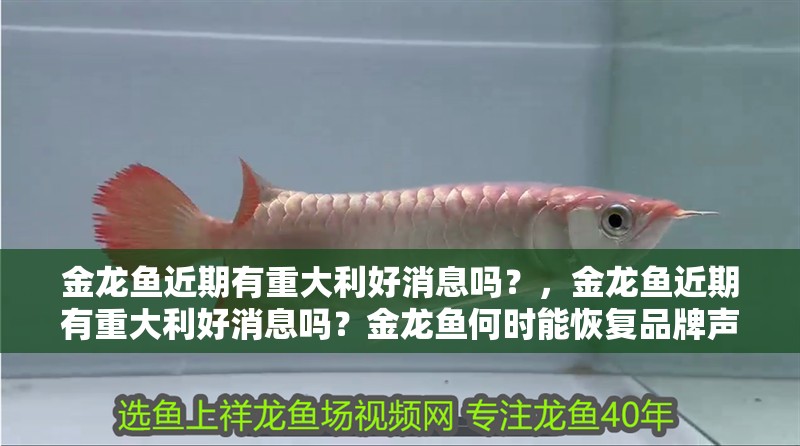 金龍魚近期有重大利好消息嗎？，金龍魚近期有重大利好消息嗎？金龍魚何時能恢復品牌聲譽？