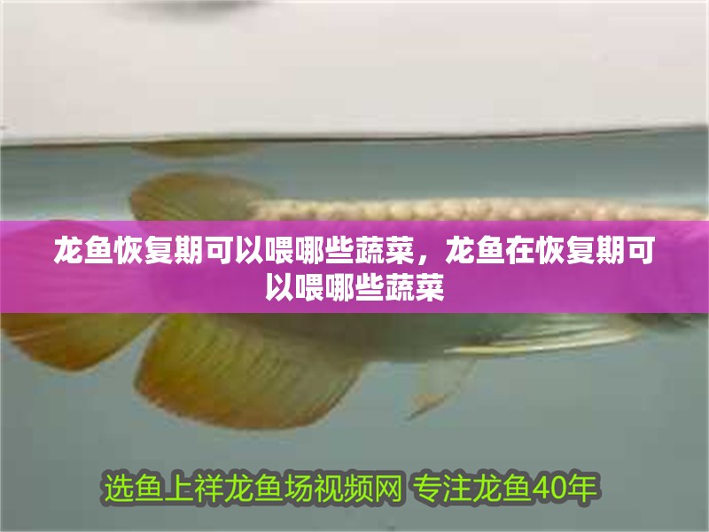 龍魚(yú)恢復(fù)期可以喂哪些蔬菜，龍魚(yú)在恢復(fù)期可以喂哪些蔬菜