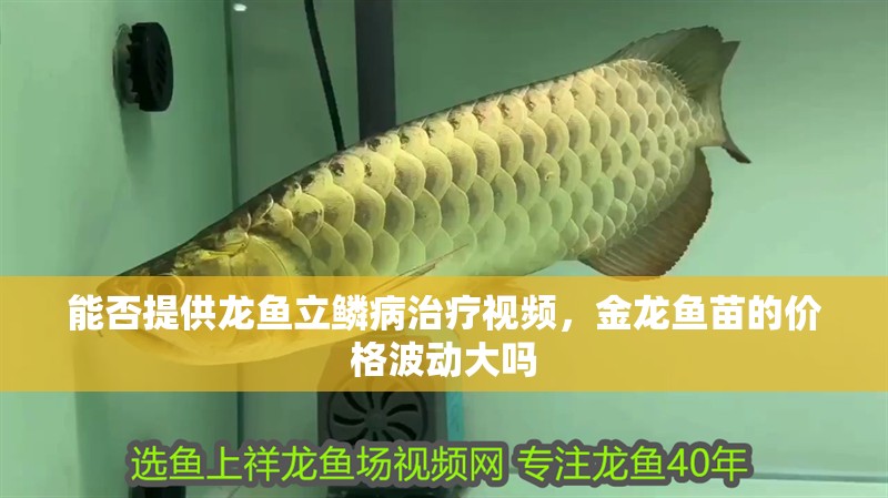 能否提供龍魚立鱗病治療視頻，金龍魚苗的價格波動大嗎