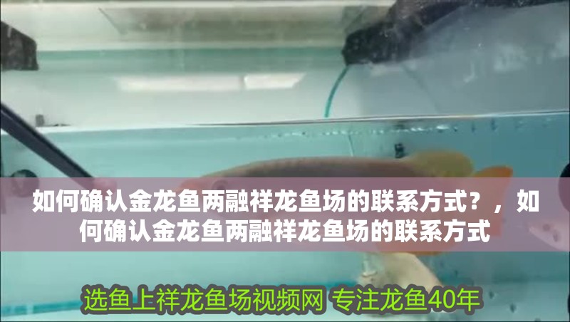 如何確認金龍魚兩融祥龍魚場的聯系方式？，如何確認金龍魚兩融祥龍魚場的聯系方式