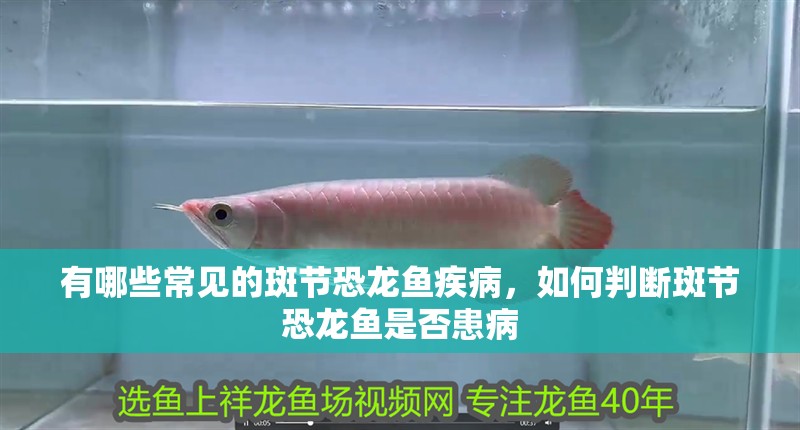 有哪些常見的斑節恐龍魚疾病，如何判斷斑節恐龍魚是否患病