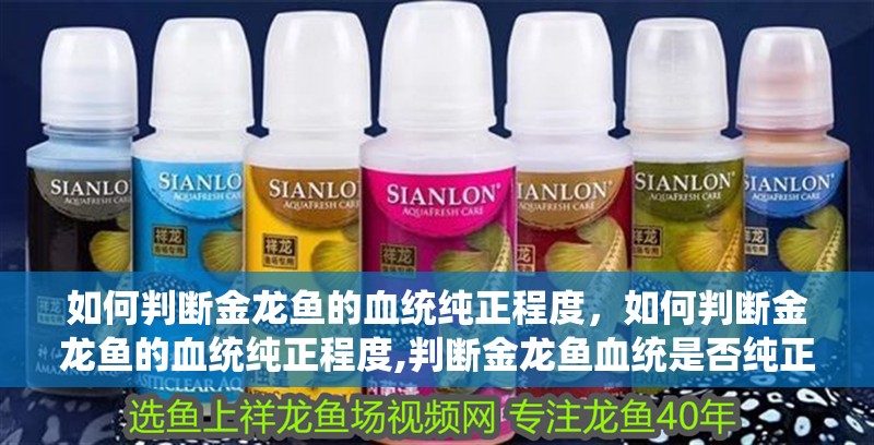 如何判斷金龍魚的血統純正程度，如何判斷金龍魚的血統純正程度,判斷金龍魚血統是否純正