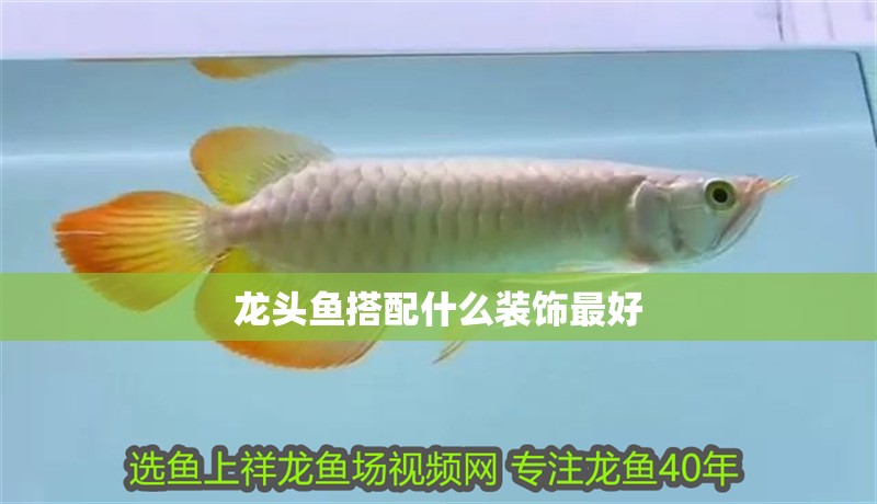 龍頭魚搭配什么裝飾最好