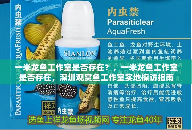 一米龍魚工作室是否存在？，一米龍魚工作室是否存在，深圳觀賞魚工作室實地探訪指南