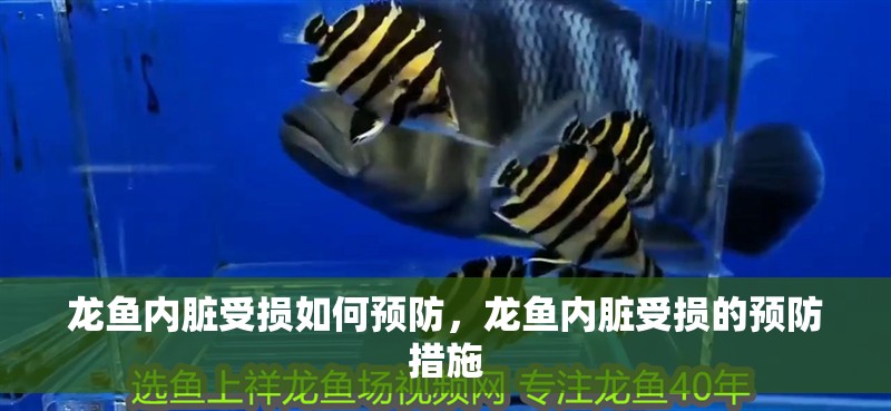 龍魚內臟受損如何預防，龍魚內臟受損的預防措施
