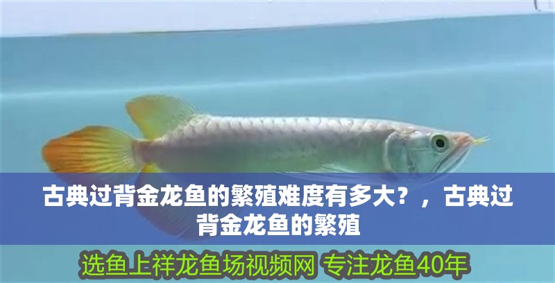 古典過背金龍魚的繁殖難度有多大？，古典過背金龍魚的繁殖