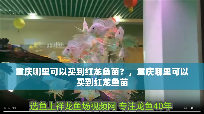 重慶哪里可以買到紅龍魚苗？，重慶哪里可以買到紅龍魚苗