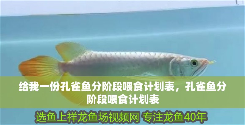 給我一份孔雀魚分階段喂食計劃表，孔雀魚分階段喂食計劃表