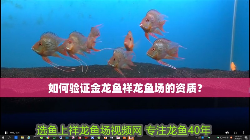 如何驗證金龍魚祥龍魚場的資質(zhì)？