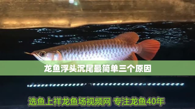 龍魚浮頭沉尾最簡(jiǎn)單三個(gè)原因