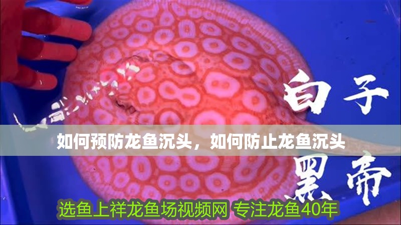 如何預防龍魚沉頭，如何防止龍魚沉頭