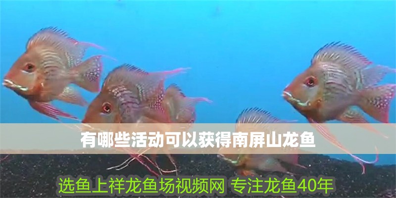 有哪些活動可以獲得南屏山龍魚
