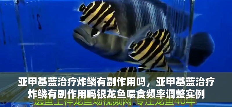 亞甲基藍治療炸鱗有副作用嗎，亞甲基藍治療炸鱗有副作用嗎銀龍魚喂食頻率調整實例