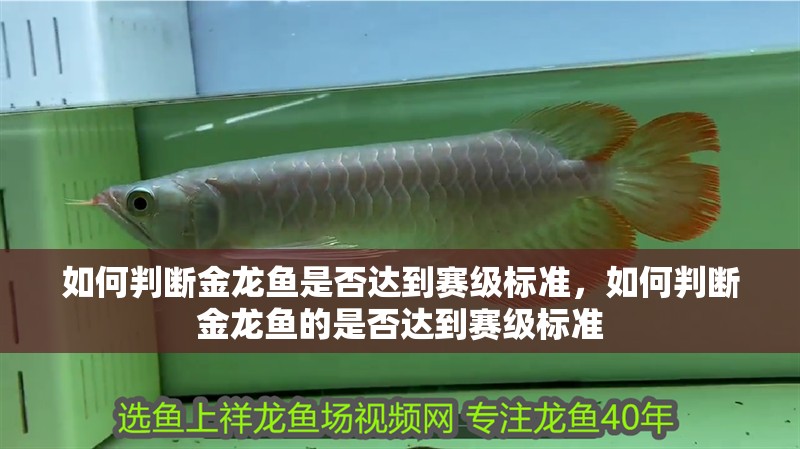 如何判斷金龍魚是否達(dá)到賽級(jí)標(biāo)準(zhǔn)，如何判斷金龍魚的是否達(dá)到賽級(jí)標(biāo)準(zhǔn)