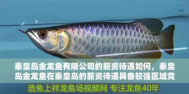 秦皇島金龍魚有限公司的薪資待遇如何，秦皇島金龍魚在秦皇島的薪資待遇具備較強(qiáng)區(qū)域競爭力