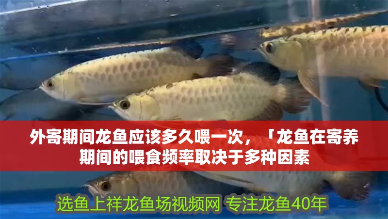 外寄期間龍魚應該多久喂一次，「龍魚在寄養期間的喂食頻率取決于多種因素