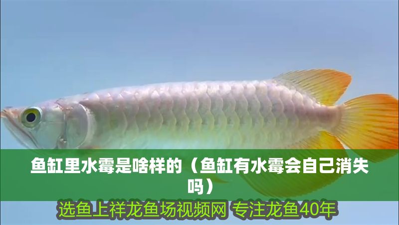 魚缸里水霉是啥樣的（魚缸有水霉會自己消失嗎）