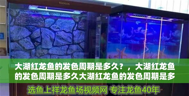 大湖紅龍魚的發色周期是多久？，大湖紅龍魚的發色周期是多久大湖紅龍魚的發色周期是多久