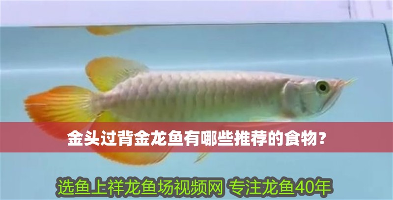 金頭過背金龍魚有哪些推薦的食物？