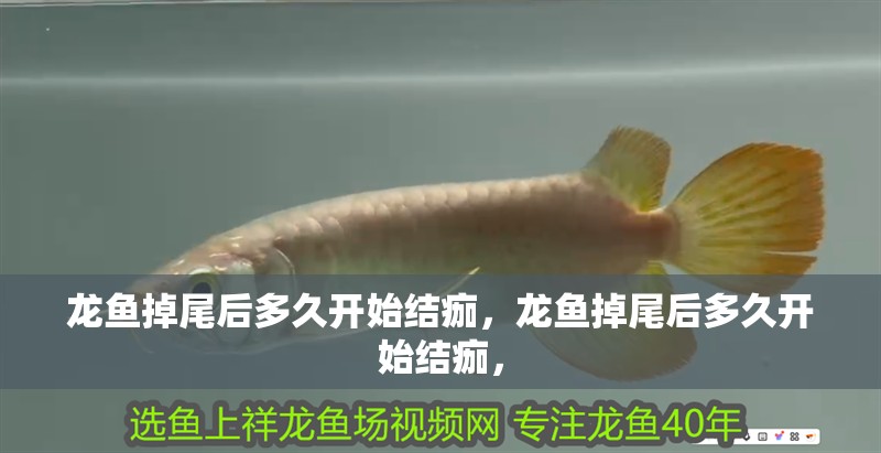 龍魚掉尾后多久開始結痂，龍魚掉尾后多久開始結痂，
