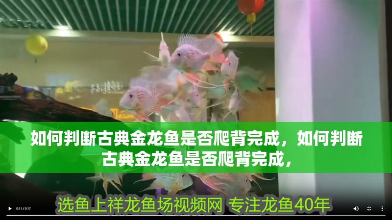 如何判斷古典金龍魚是否爬背完成，如何判斷古典金龍魚是否爬背完成，
