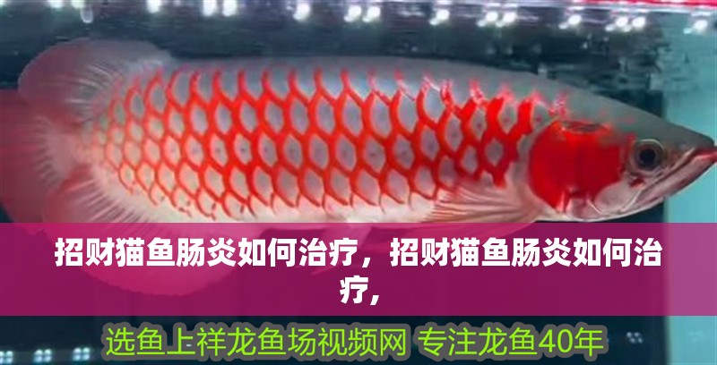 招財貓魚腸炎如何治療，招財貓魚腸炎如何治療,