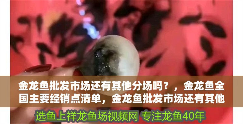 金龍魚批發市場還有其他分場嗎？，金龍魚全國主要經銷點清單，金龍魚批發市場還有其他分場嗎