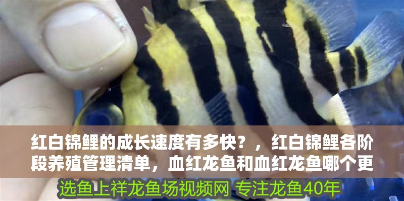 紅白錦鯉的成長速度有多快？，紅白錦鯉各階段養殖管理清單，血紅龍魚和血紅龍魚哪個更有收藏價值