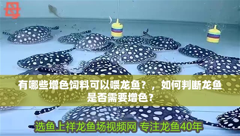 有哪些增色飼料可以喂龍魚？，如何判斷龍魚是否需要增色？
