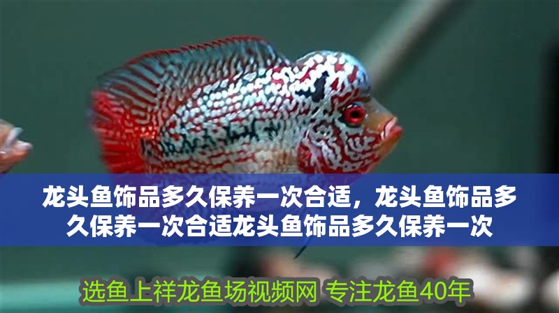 龍頭魚飾品多久保養一次合適，龍頭魚飾品多久保養一次合適龍頭魚飾品多久保養一次