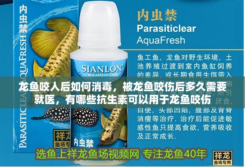 龍魚咬人后如何消毒，被龍魚咬傷后多久需要就醫，有哪些抗生素可以用于龍魚咬傷