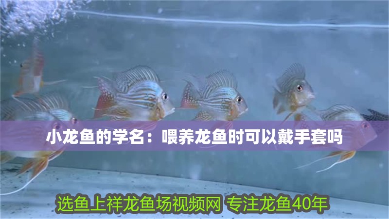 小龍魚的學名：喂養龍魚時可以戴手套嗎 小龍魚的學名：喂養龍魚時可以戴手套嗎 龍魚百科
