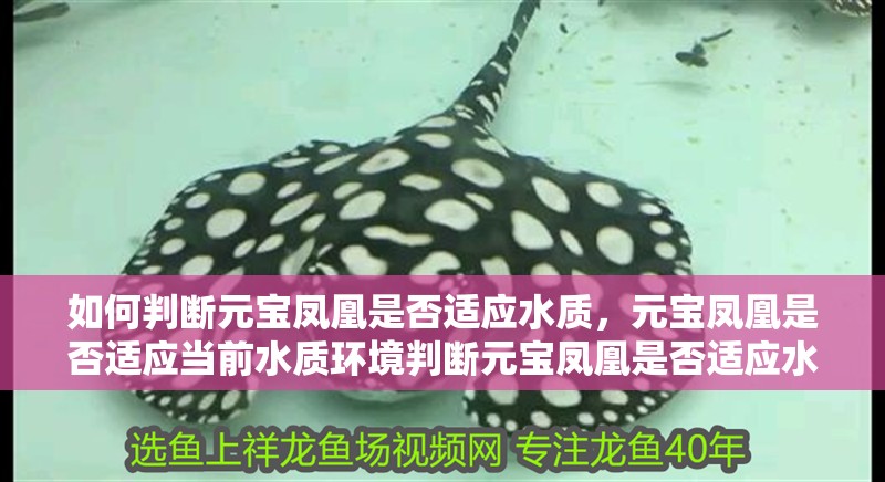 如何判斷元寶鳳凰是否適應水質，元寶鳳凰是否適應當前水質環境判斷元寶鳳凰是否適應水質