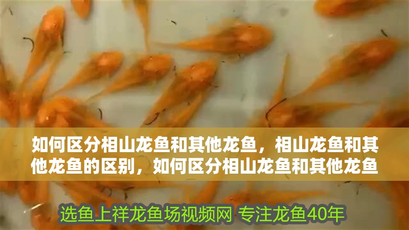 如何區(qū)分相山龍魚和其他龍魚，相山龍魚和其他龍魚的區(qū)別，如何區(qū)分相山龍魚和其他龍魚