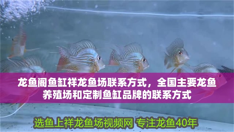 龍魚閣魚缸祥龍魚場聯系方式，全國主要龍魚養殖場和定制魚缸品牌的聯系方式