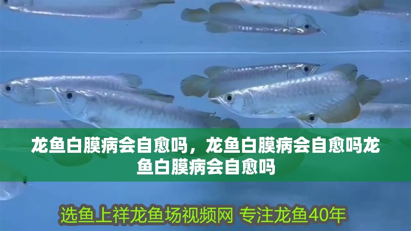 龍魚白膜病會自愈嗎，龍魚白膜病會自愈嗎龍魚白膜病會自愈嗎