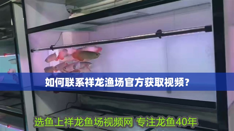 如何聯系祥龍漁場官方獲取視頻？
