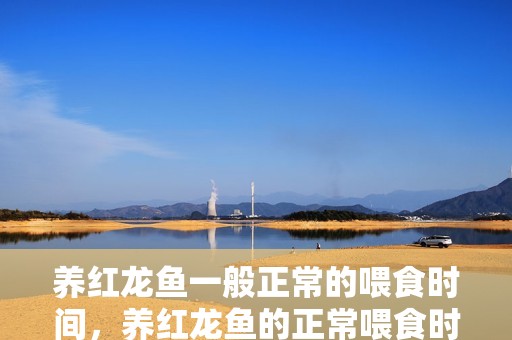 養紅龍魚一般正常的喂食時間，養紅龍魚的正常喂食時間，紅龍魚的正常喂食時間表