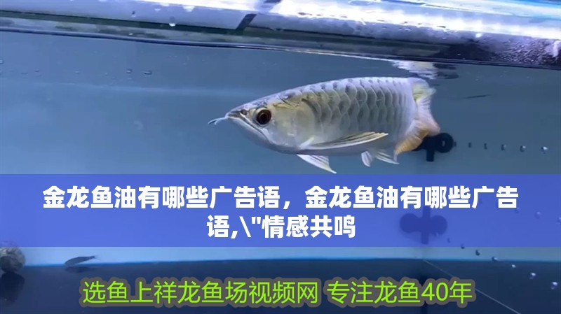 金龍魚油有哪些廣告語，金龍魚油有哪些廣告語,\