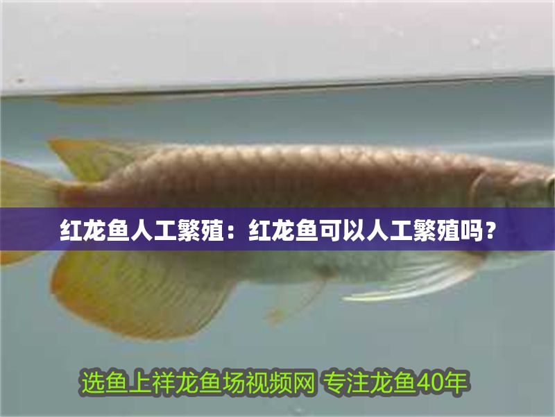 紅龍魚人工繁殖：紅龍魚可以人工繁殖嗎？
