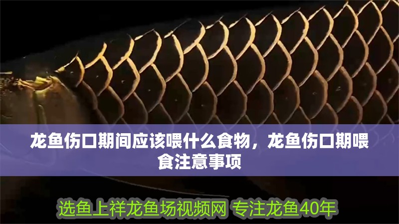龍魚傷口期間應該喂什么食物，龍魚傷口期喂食注意事項