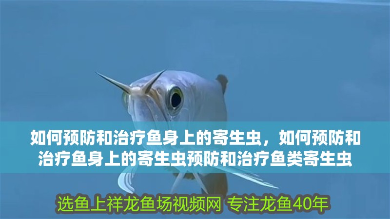 如何預防和治療魚身上的寄生蟲，如何預防和治療魚身上的寄生蟲預防和治療魚類寄生蟲