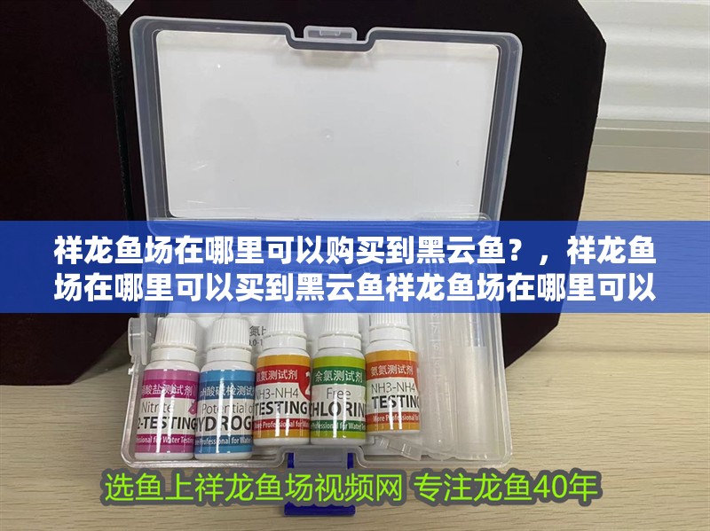 祥龍魚場在哪里可以購買到黑云魚？，祥龍魚場在哪里可以買到黑云魚祥龍魚場在哪里可以買到黑云魚
