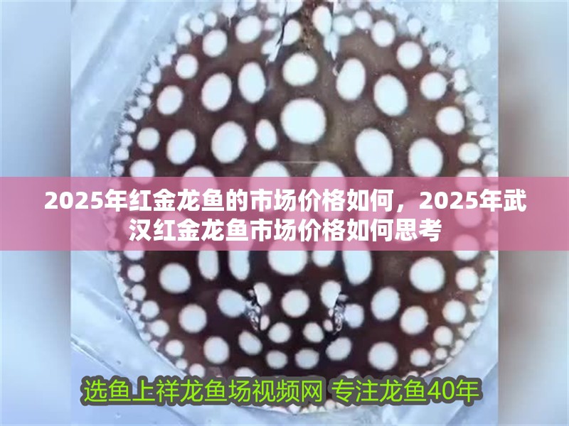 2025年紅金龍魚的市場價(jià)格如何，2025年武漢紅金龍魚市場價(jià)格如何思考
