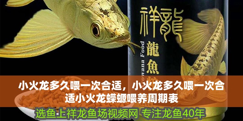小火龍多久喂一次合適，小火龍多久喂一次合適小火龍蠑螈喂養(yǎng)周期表