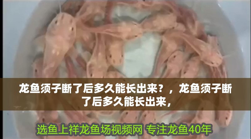 龍魚須子斷了后多久能長出來？，龍魚須子斷了后多久能長出來，