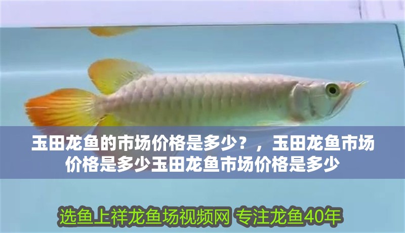 玉田龍魚的市場價格是多少？，玉田龍魚市場價格是多少玉田龍魚市場價格是多少
